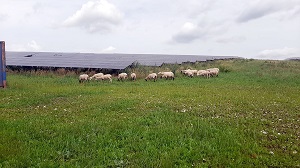 schafe im solarpark doernten ost 300