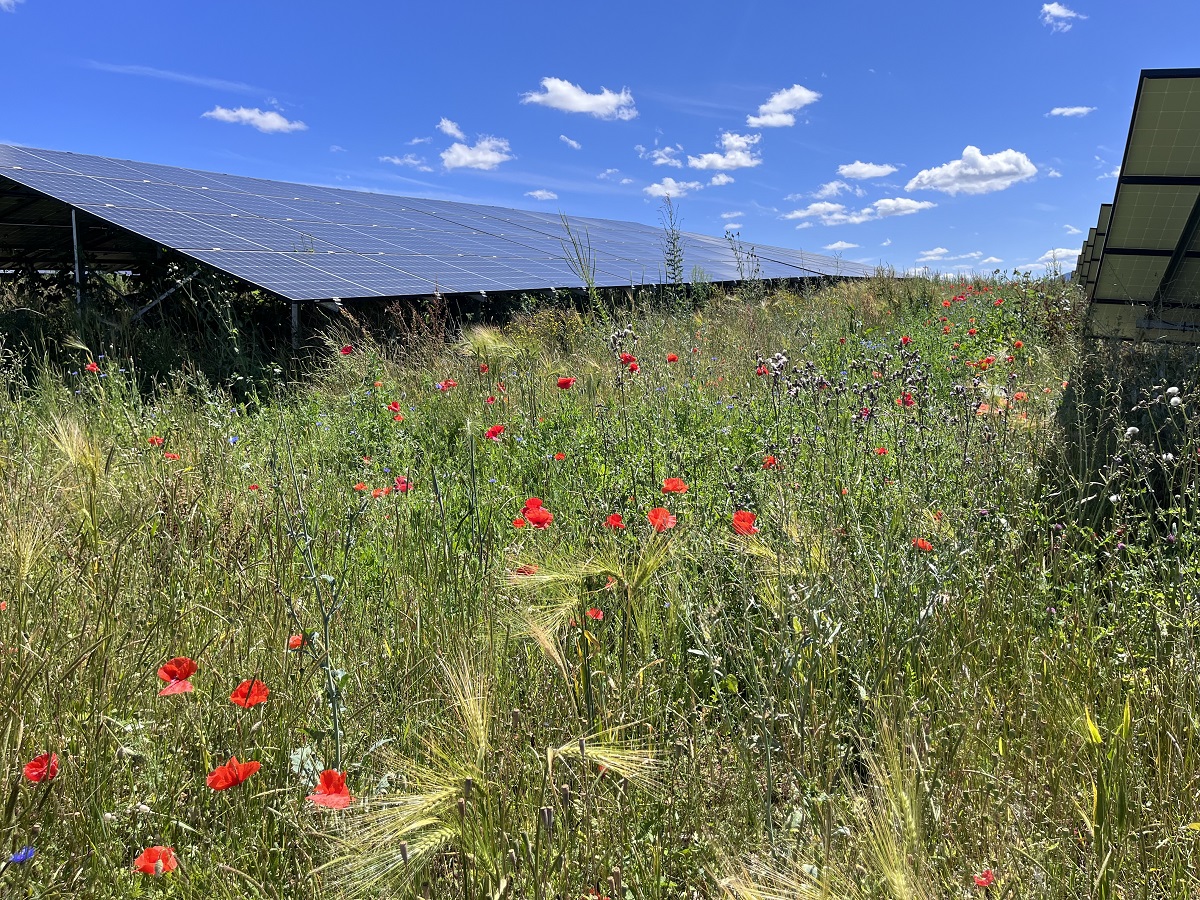 Vegetation zwischen den Modulen - das Saatgut ist aufgegangen