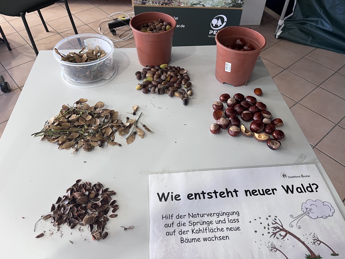 wie entsteht neuer wald